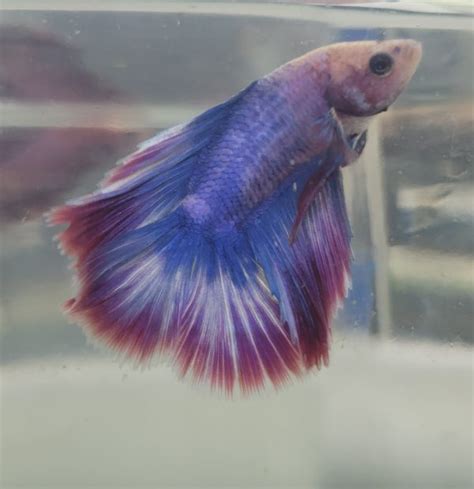 buy live betta fish online